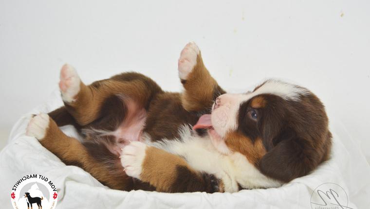 Berner & Grosser Schweizer & Appenzeller Sennenhund (Swissydog) Wurfankündigung