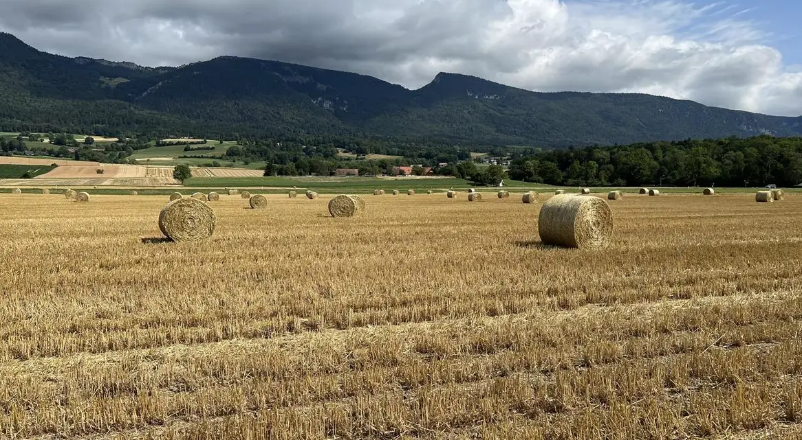 Schönes Weizen- & Dinkelstroh in Rundballen ab Hof