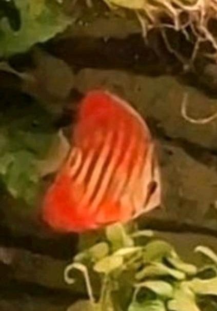 2. Diskusfische je:60 CHF Diskus sind:12-15cm Festpreis