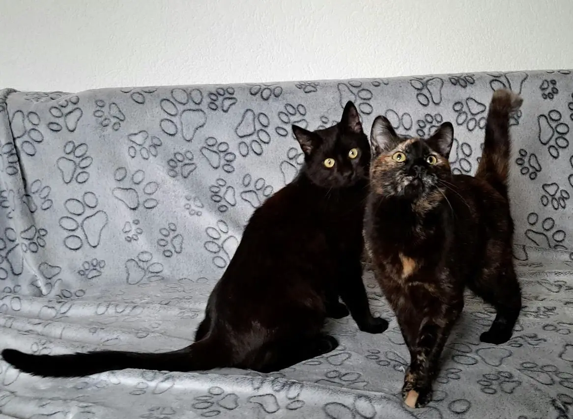 Sehr anhängliche Tierschutzkatzen Juno und Salem