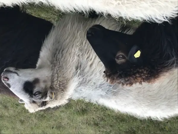 Suche Stall-/Teil, Scheune, Schopf