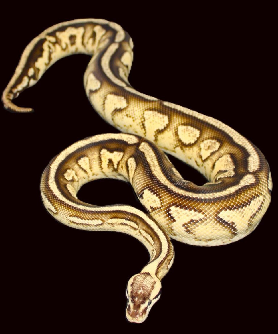 Königspython 0.1 Gravel, Specter, Citrus Pastel / 1950Gr.