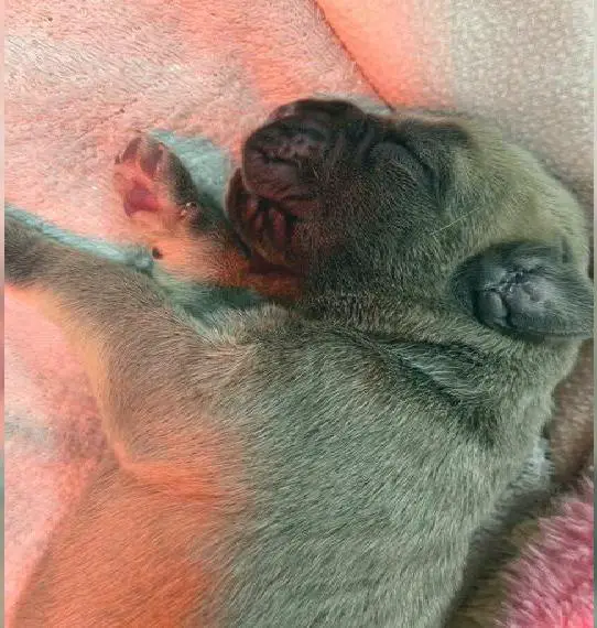 Reinrassige Cane Corso Italiano Welpen in Formentino HD/ED frei geröntgt