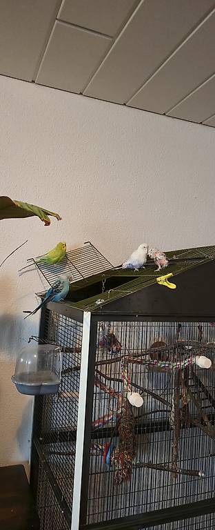 Wellensittiche inklusive Käfig und vieles mehr