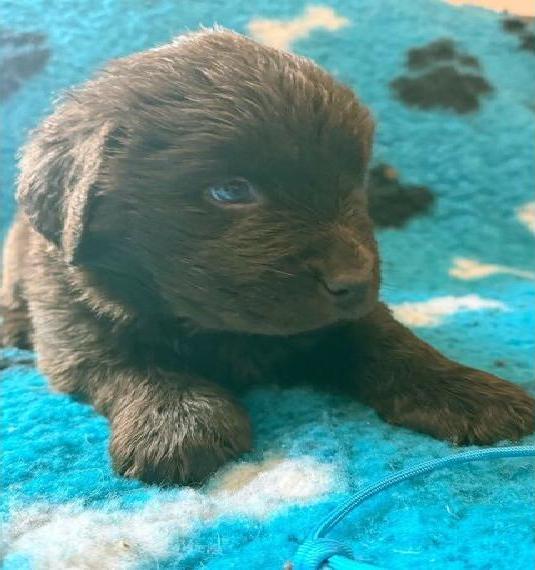 Neufundländer Welpen in Braun