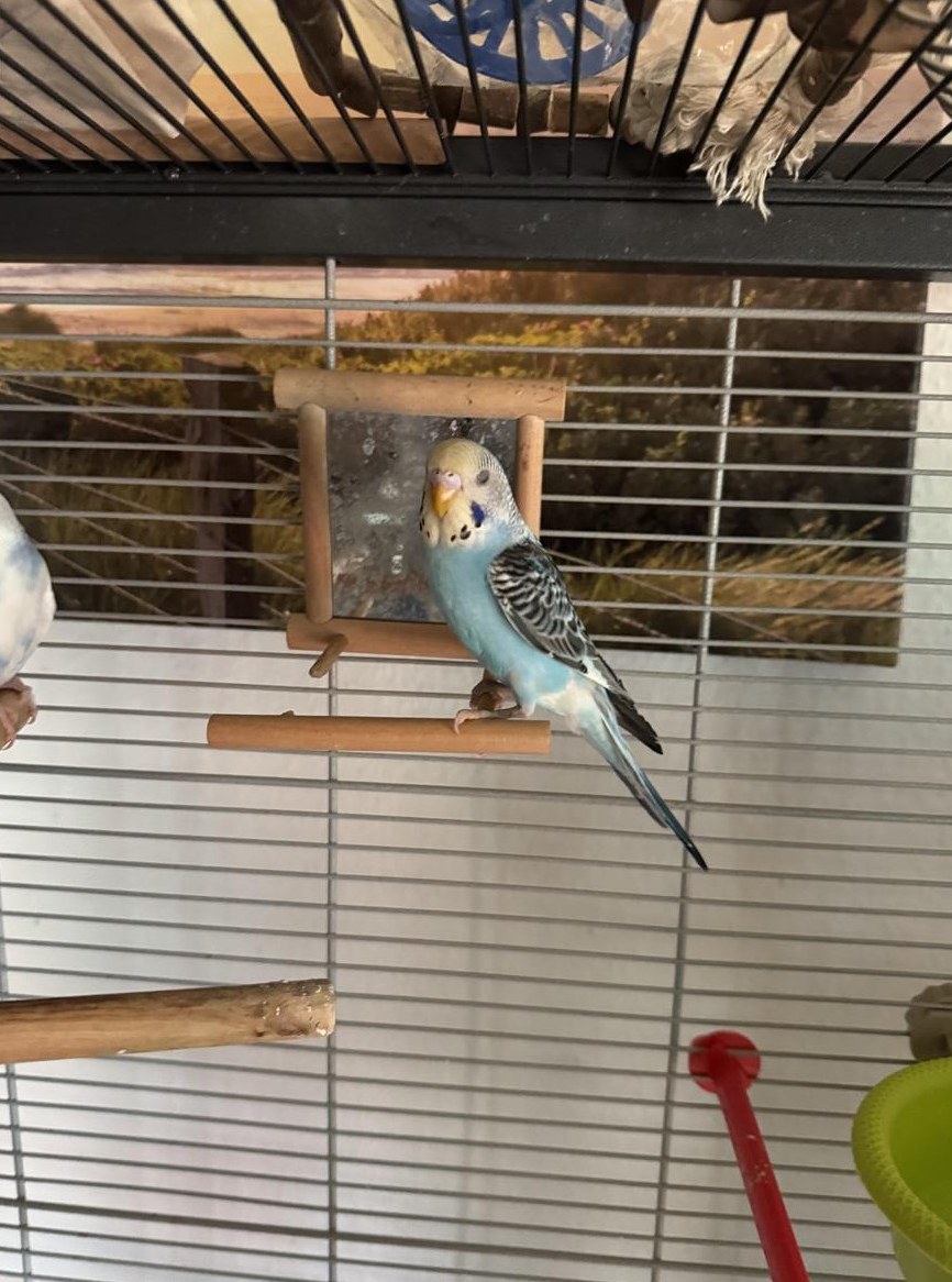 Handgehaltene Wellensittiche zu verkaufen