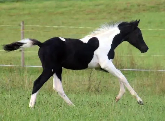 Sportpony Fohlen in auffallender Jacke