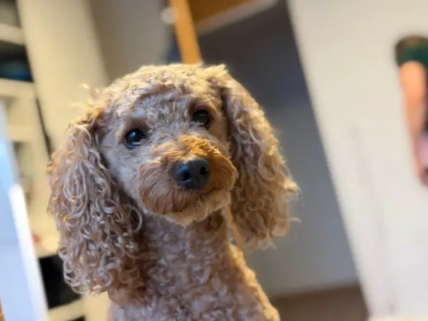 Deckrüde Zwergpudel