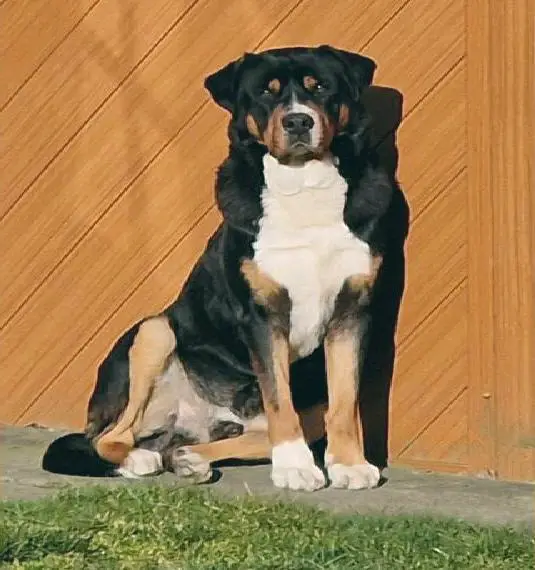 Grosser schweizer sennenhund