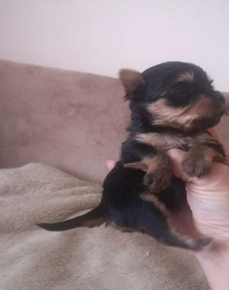 Süsse Yorkshire Terrier Welpen