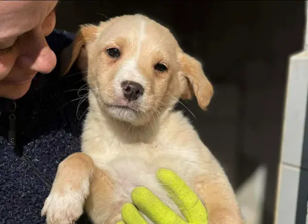 Chips, Mischlingsrüde, ca. 3 Monate, z.zt. in Ungarn