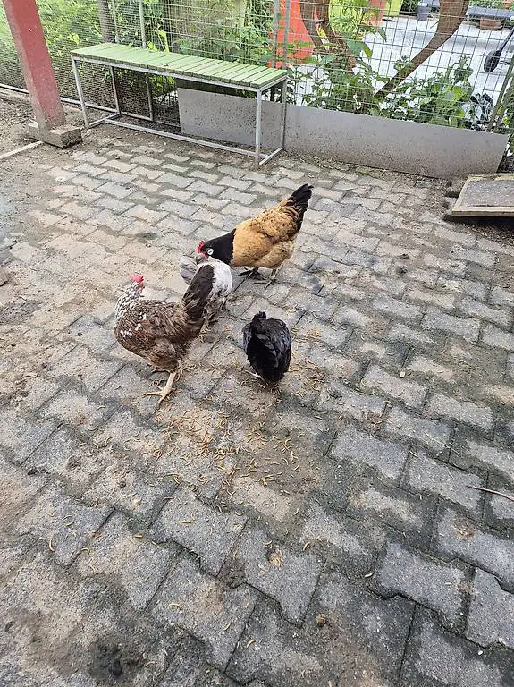 5 Hühner gratis an schönen Platz