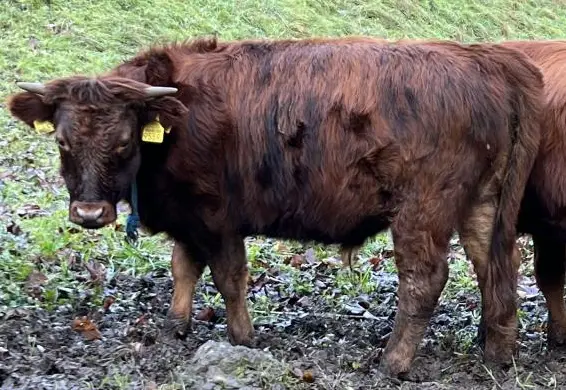 Dexter Kühe rot mit Horn zu verkaufen