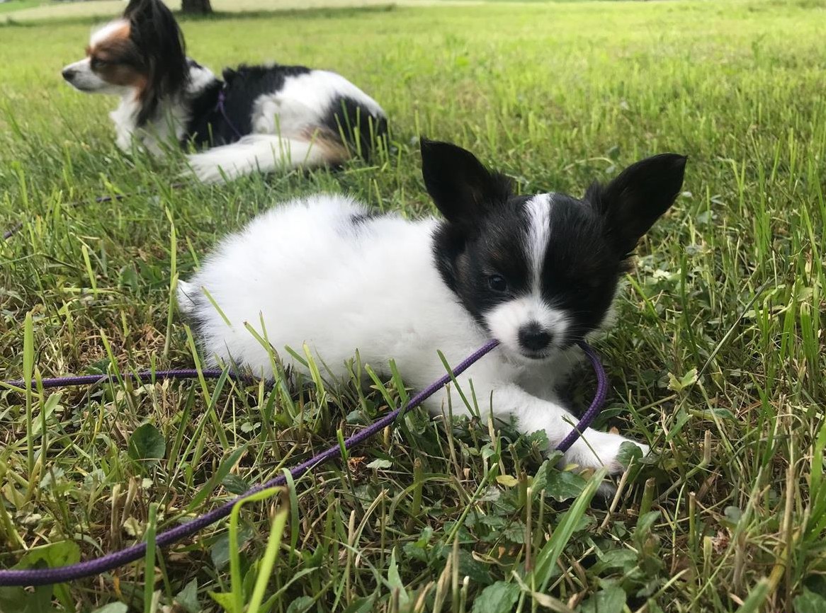 Junger, reinrassiger Papillon Rüde sucht sein Lebensplätzli