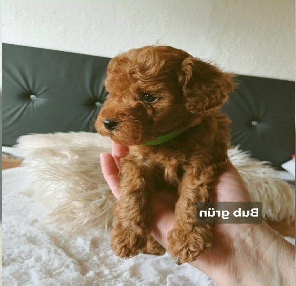 Wunderschöne Zwerg Toypudelwelpen mit Papiere suchen Zuhause