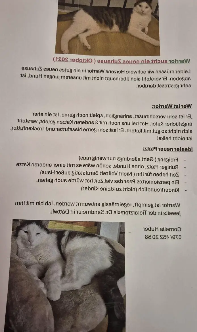 Kater Warrior sucht ein neues Zuhause