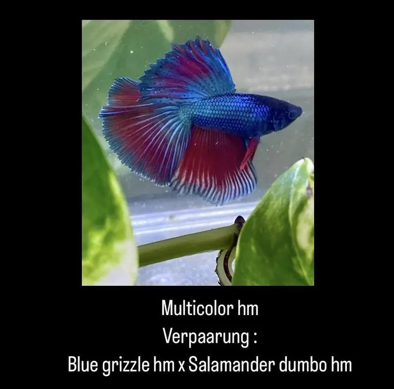 Halbmond Bettas aus Schweizer Nachzucht