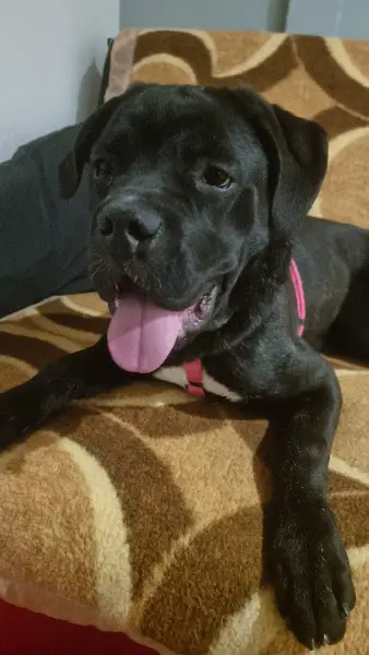 Süsse Cane Corso Junghündin sucht schönes Zuhause