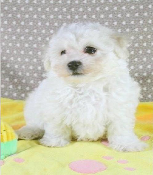 Bichon Frise Welpen reinrassig abgabebereit