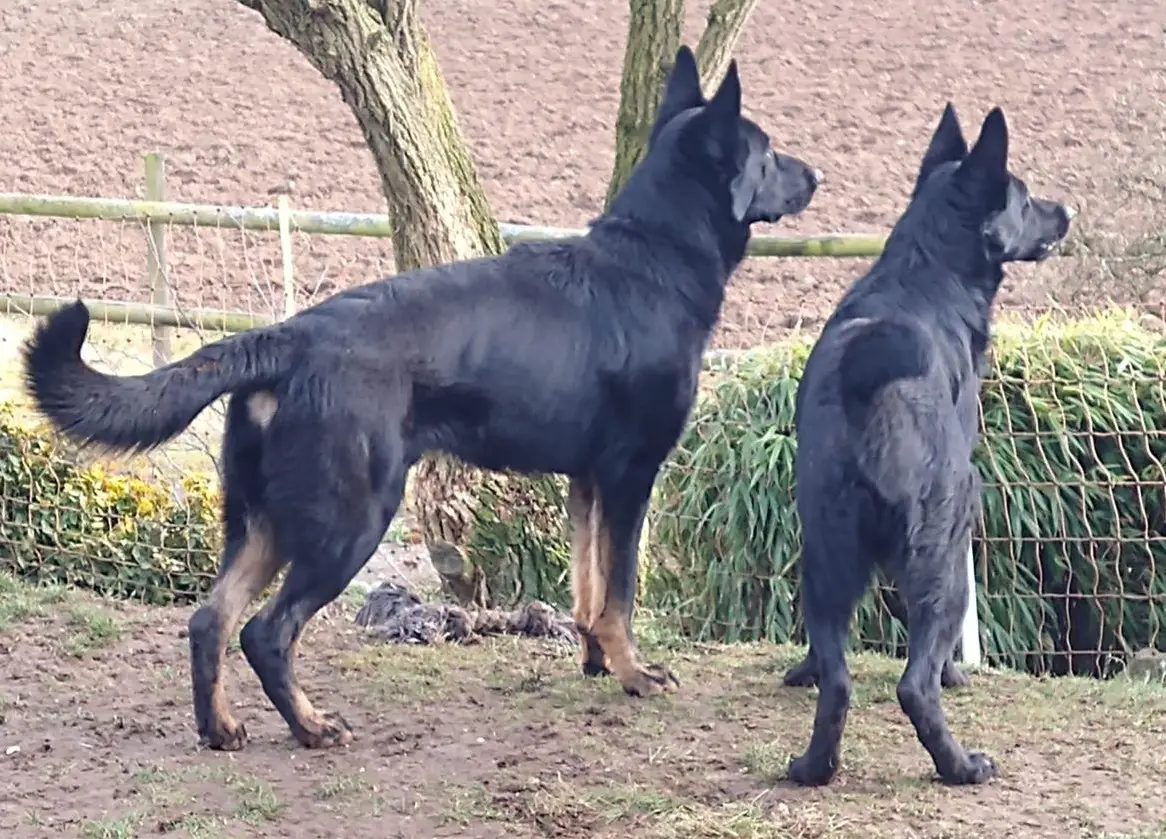 Wurfankündigung Deutsche Schäferhund Welpen