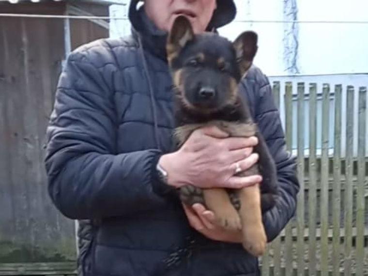 Deutsche Schäferhundwelpen