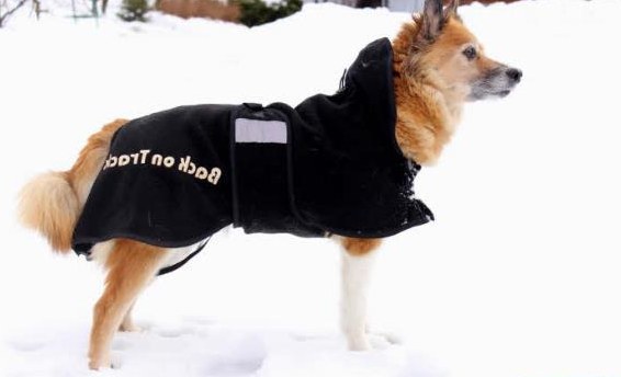 Hundedecke 23cm Back on Track Hundemantel / Hundedecke Standardmantel