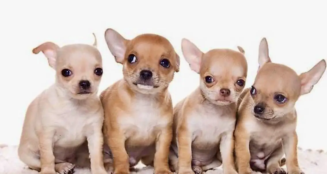 Diverse Hundeartikel / Sachen für Chihuahua