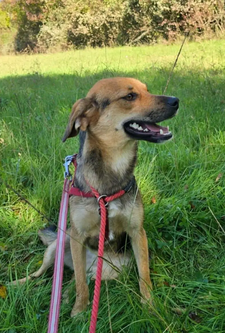 Liebe Mischlingshündin sucht Zuhause oder vorübergehende Betreuung