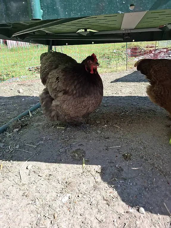 Gallina Orpington blu