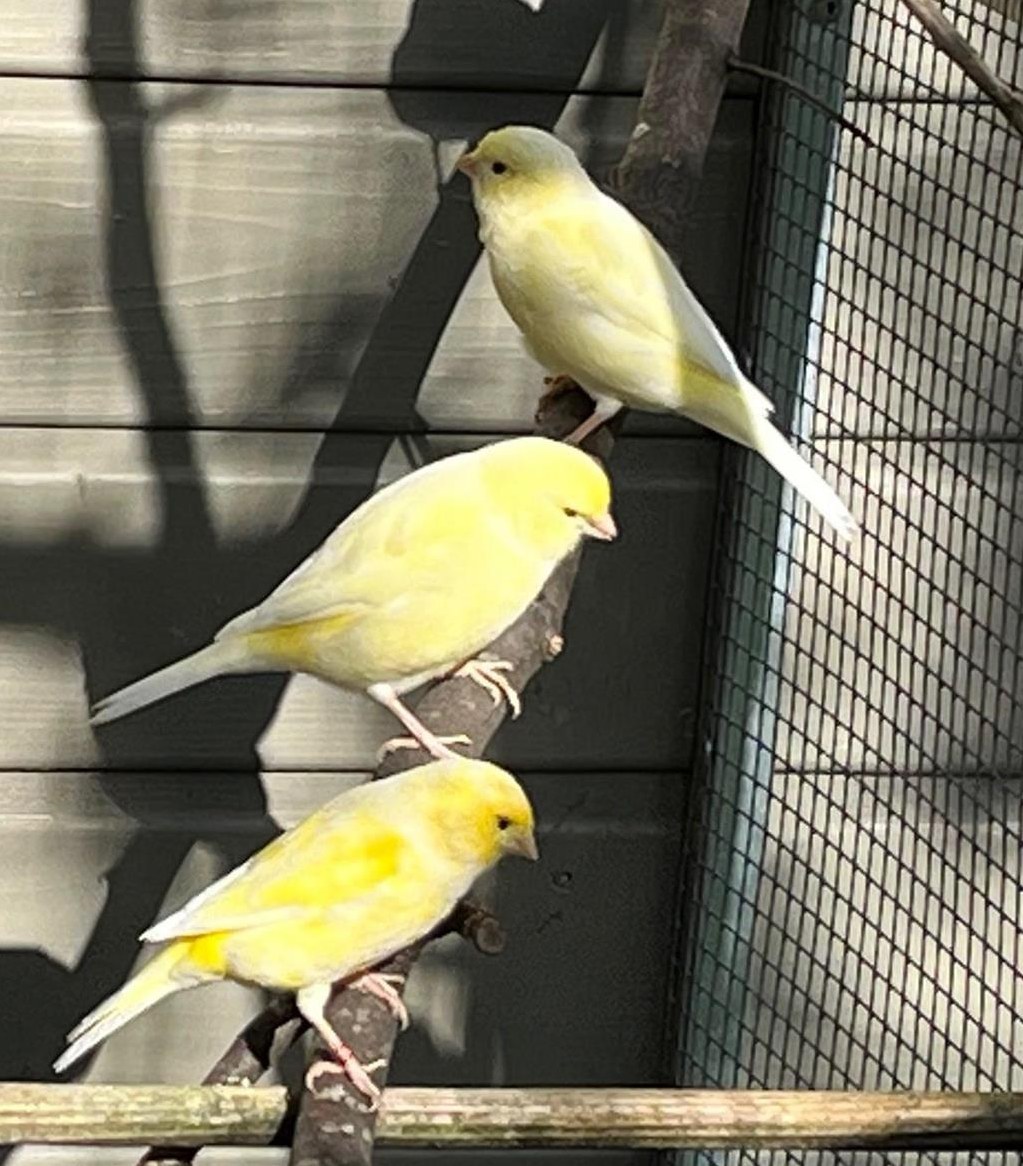 Junge Kanarienvögel in gelb abzugeben