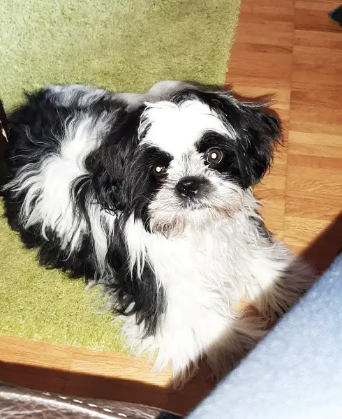 Shih-tzu Deckrüde Jimmy