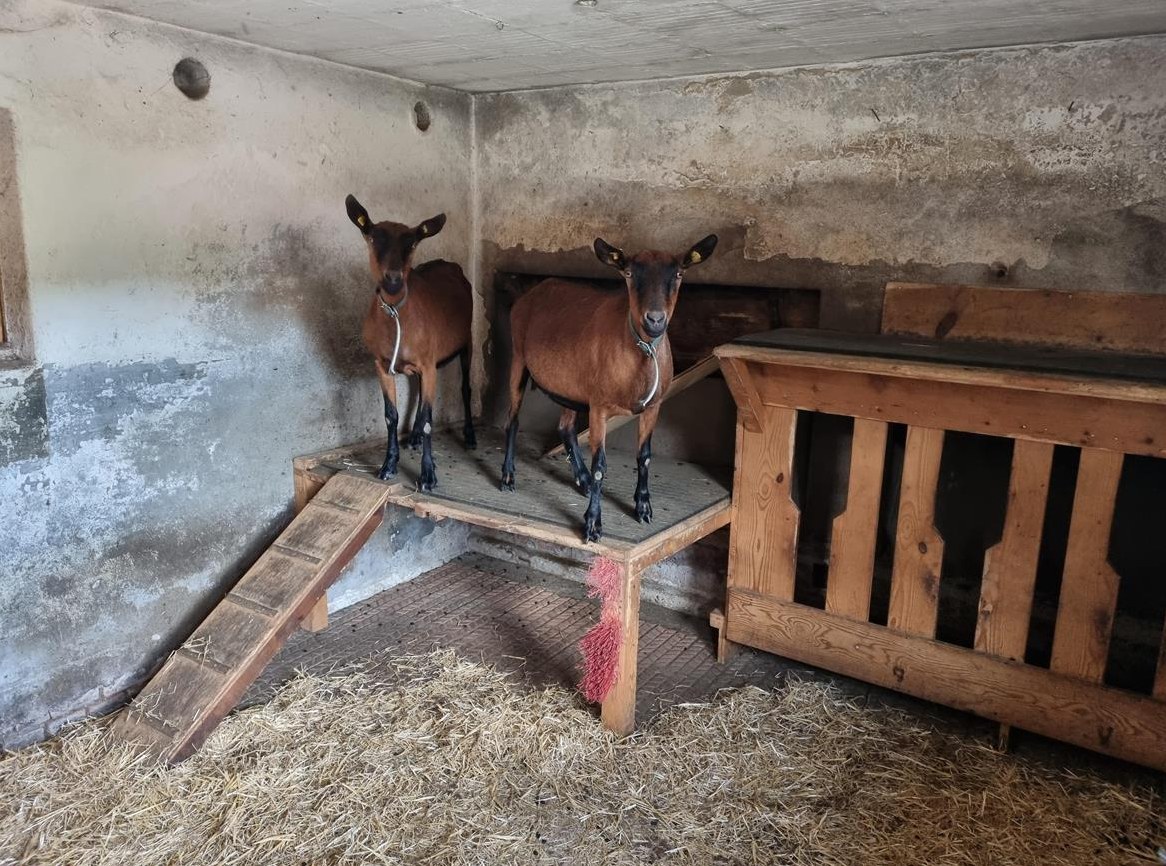 Gemsfarbige Gebirgsziegen, weiblich, hornlos