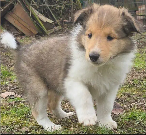 Collie Welpe Hündin Darksable