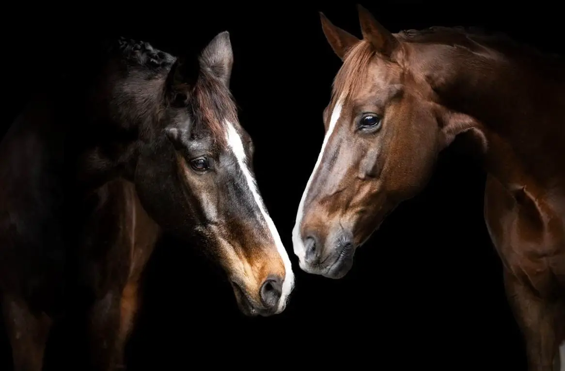 Stallhilfe gesucht für Morgenstall / Stable help wanted