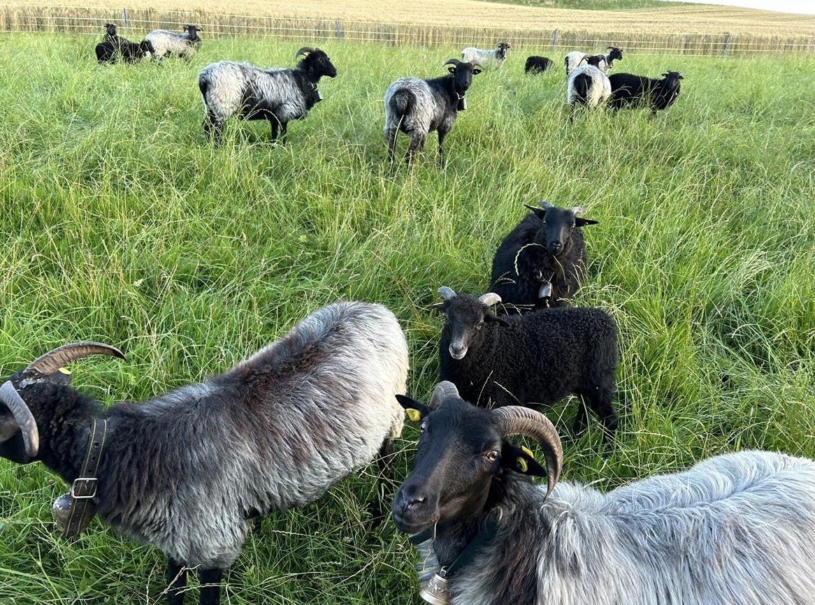 Heidschnucken Auen sowie Lämmer w/m