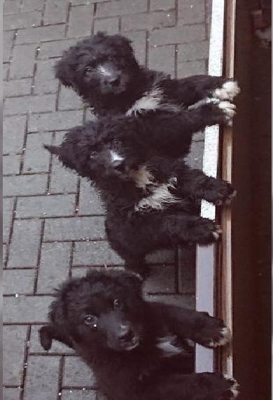 3 farbige Bernedoodle Welpen 13 Wochen alt
