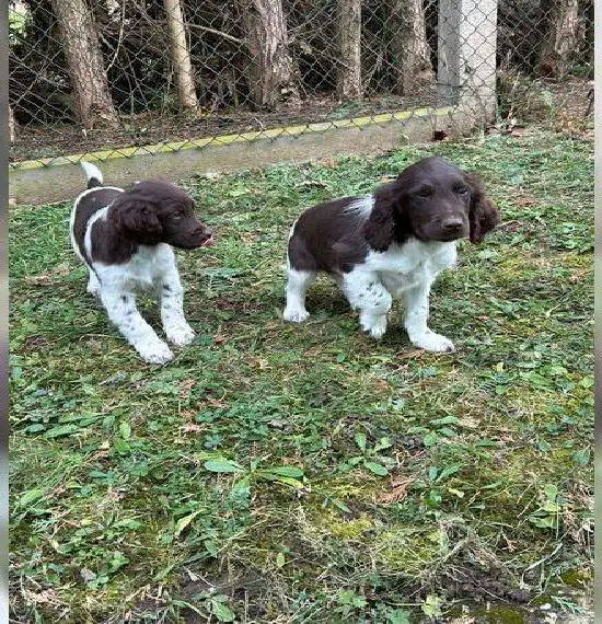Kleiner Münsterländer Welpen