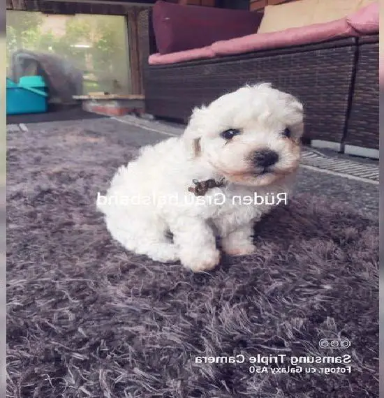 Malteser Bichon Frise Welpe