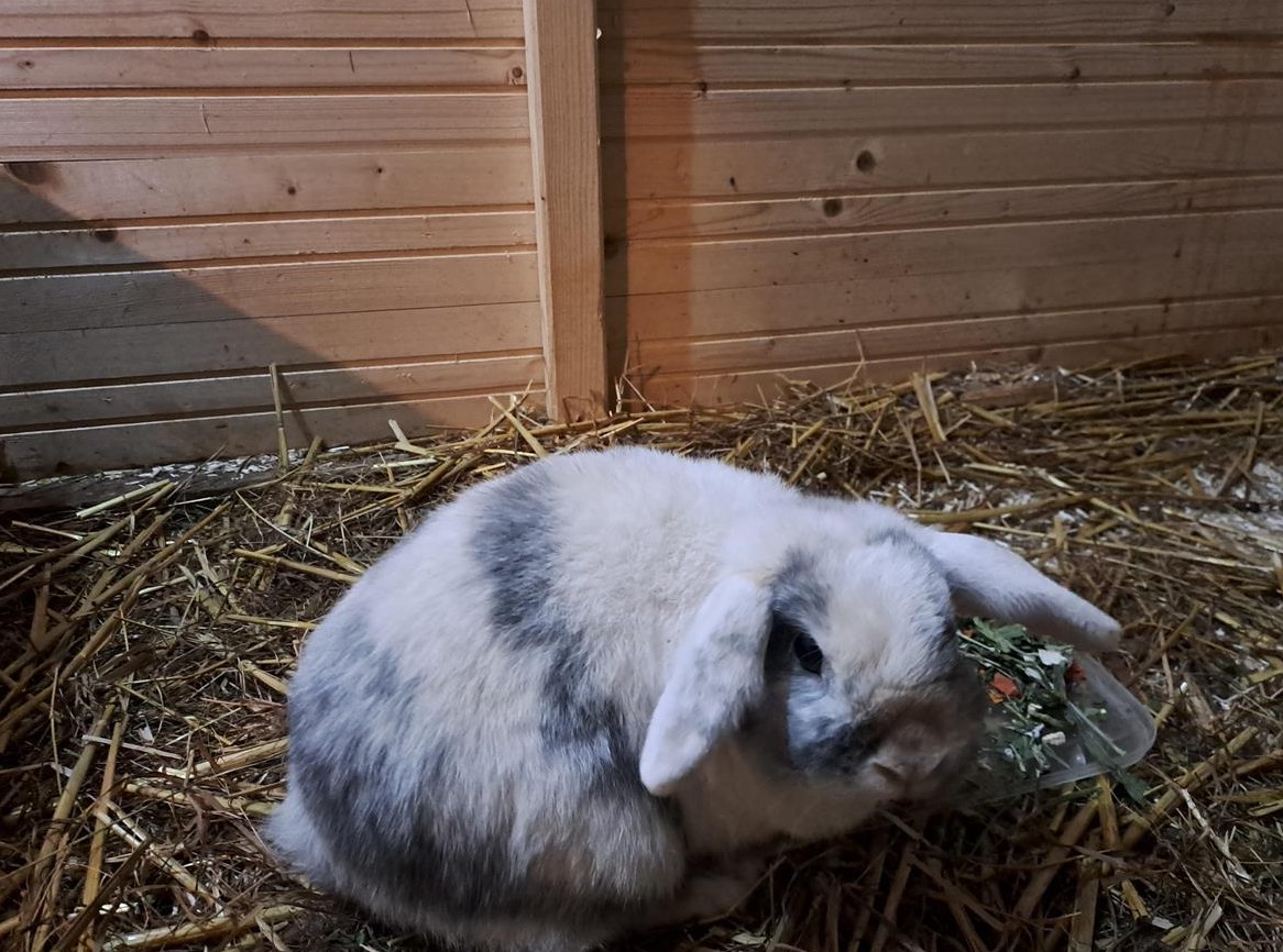 Zwergwidder Spätkastrat sucht Freundin