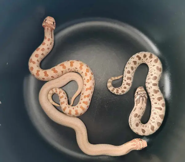 letzte Heterodon Nasicus NZ 24