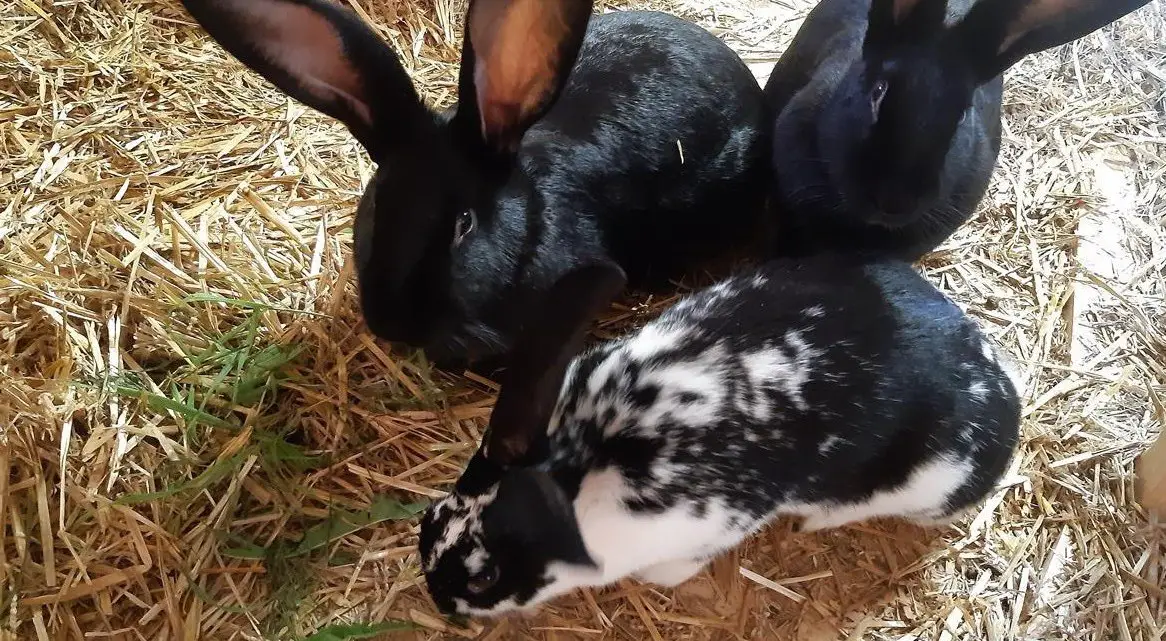 Schecken Kaninchen zu verkaufen
