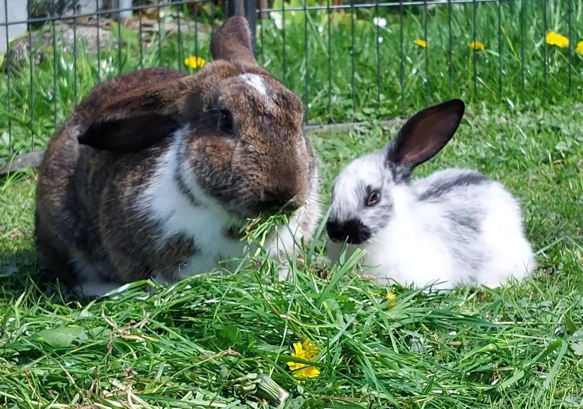Junge Kaninchen suchen neues Zuhause mit Aussengehege