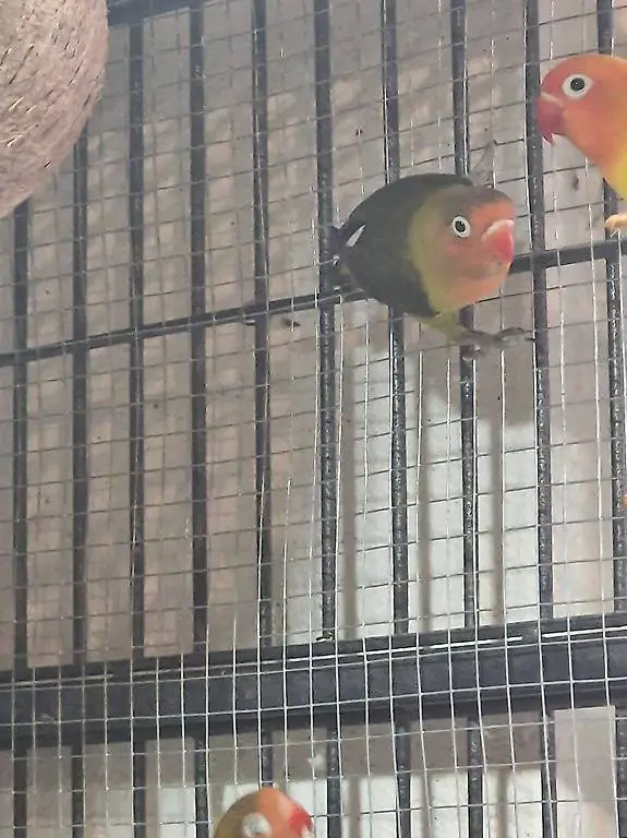 2 Lovebirds Geschwister Päärchen