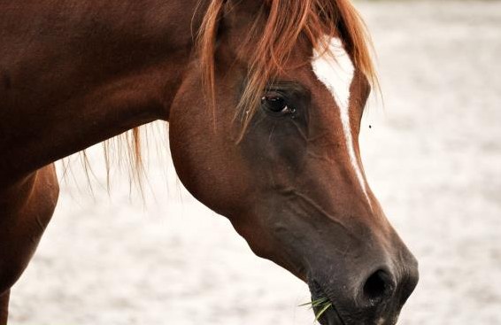 Vollblutaraber Stute zu verkaufen, Stockmass 151cm