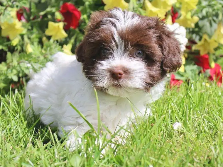 Bolonka Zwetna Welpen 9 Wochen