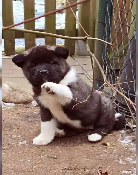 American Akita Welpen