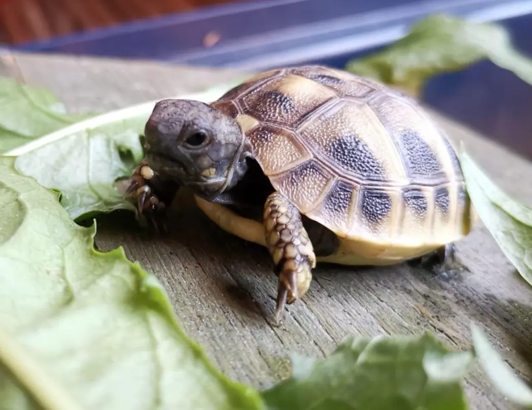 Baby-Schildkröten, griechische Landschildkröten abzugeben