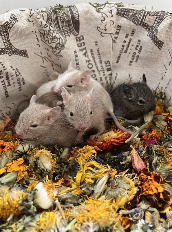 Wunderschöne Degus aus liebevoller kleiner Zucht