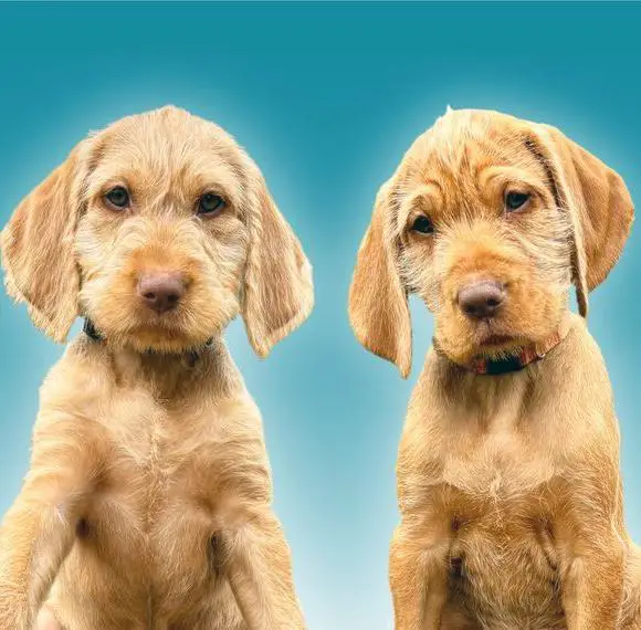 Seltene Vizsla Drahthaar Welpen (reinrassig) wie Doodle