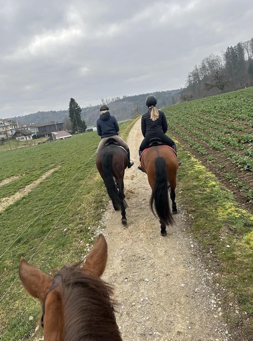 Reitbeteiligung auf Sportpferden im Kanton Bern